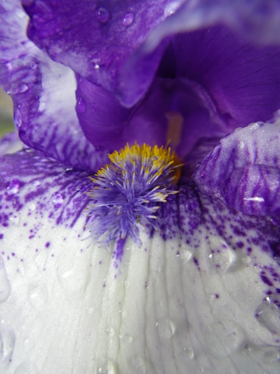 purple flower nectar macro shot preview