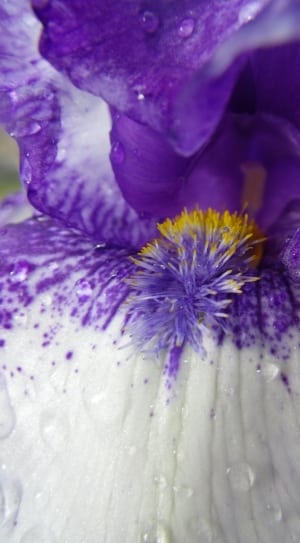 purple flower nectar macro shot thumbnail