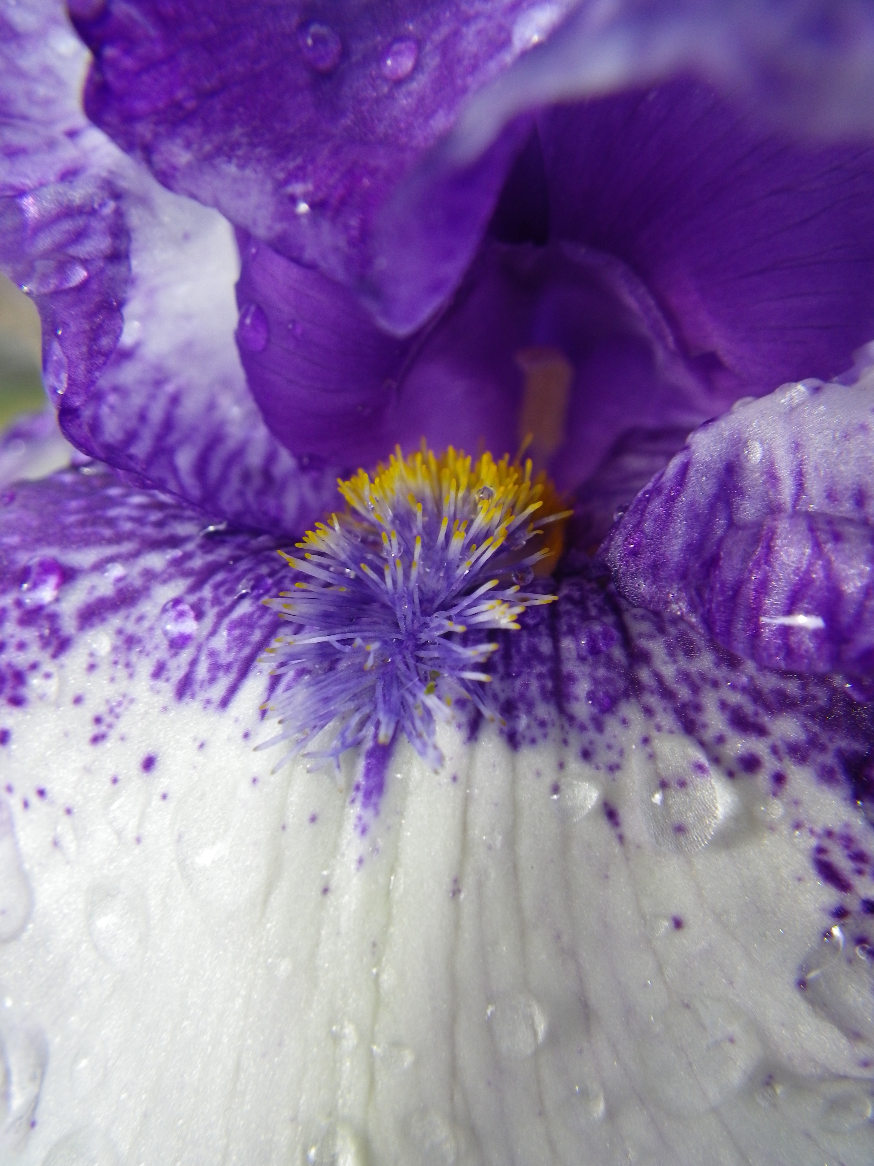 purple flower nectar macro shot
