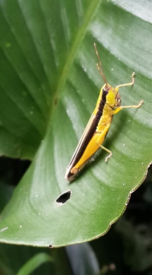 yellow and black grasshopper thumbnail