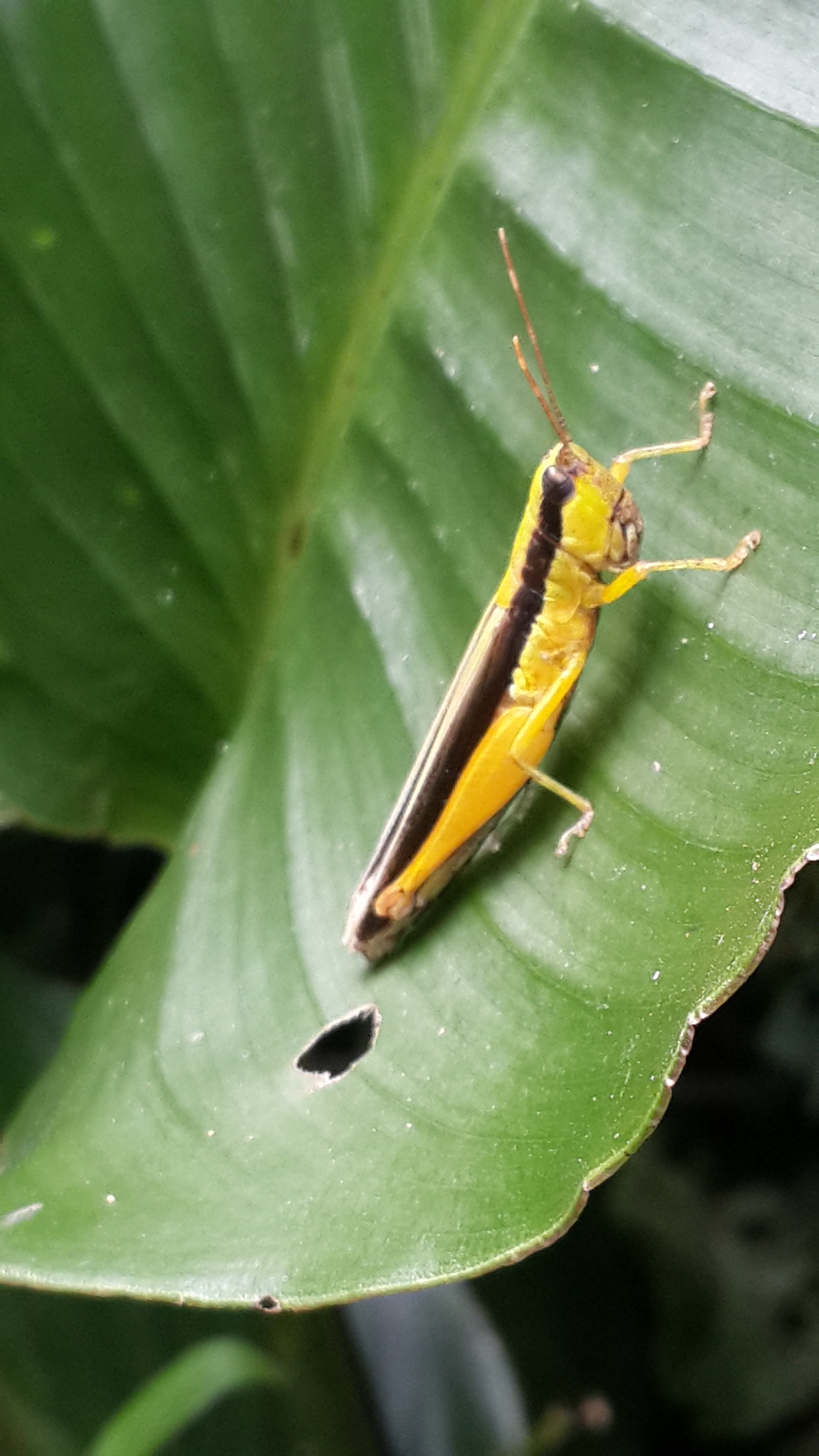 yellow and black grasshopper