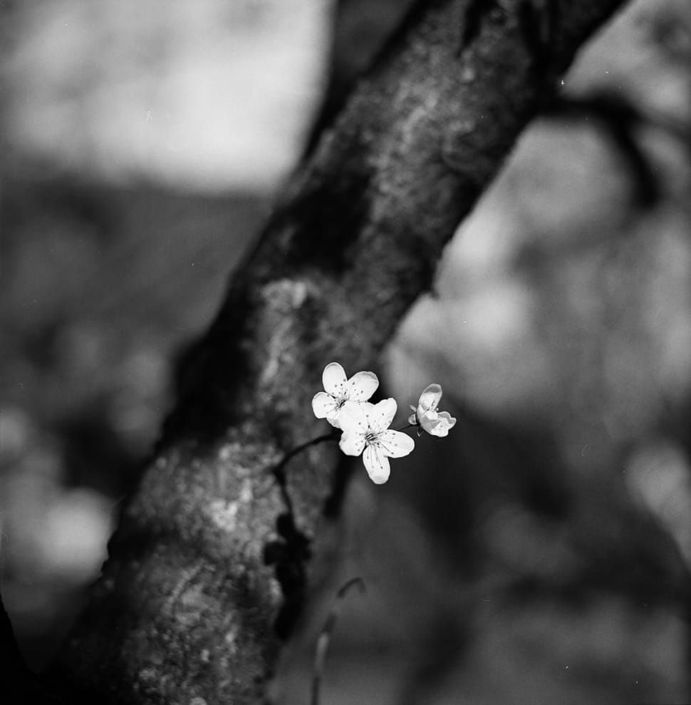 black and white photo of flower preview