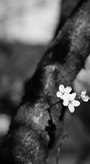 black and white photo of flower thumbnail
