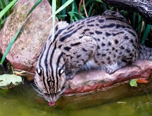 brown and black wild cat drinking water on pond during daytime thumbnail