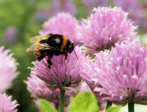 bumble bee on pink petaled flower thumbnail