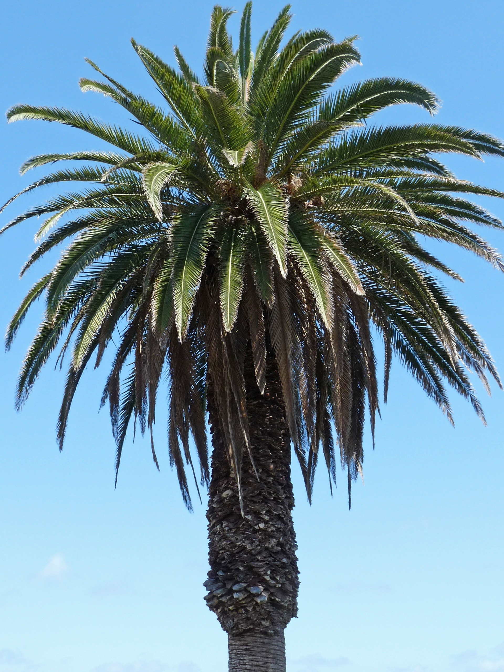 Palm, Sky, Partly Cloudy, palm tree, tree