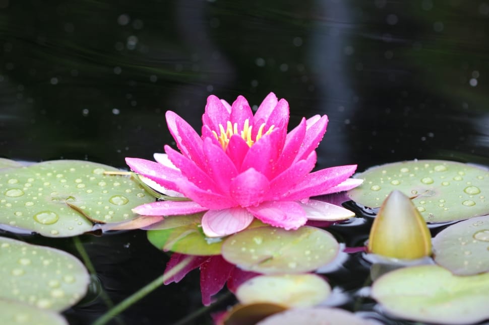 pink lotus flower preview