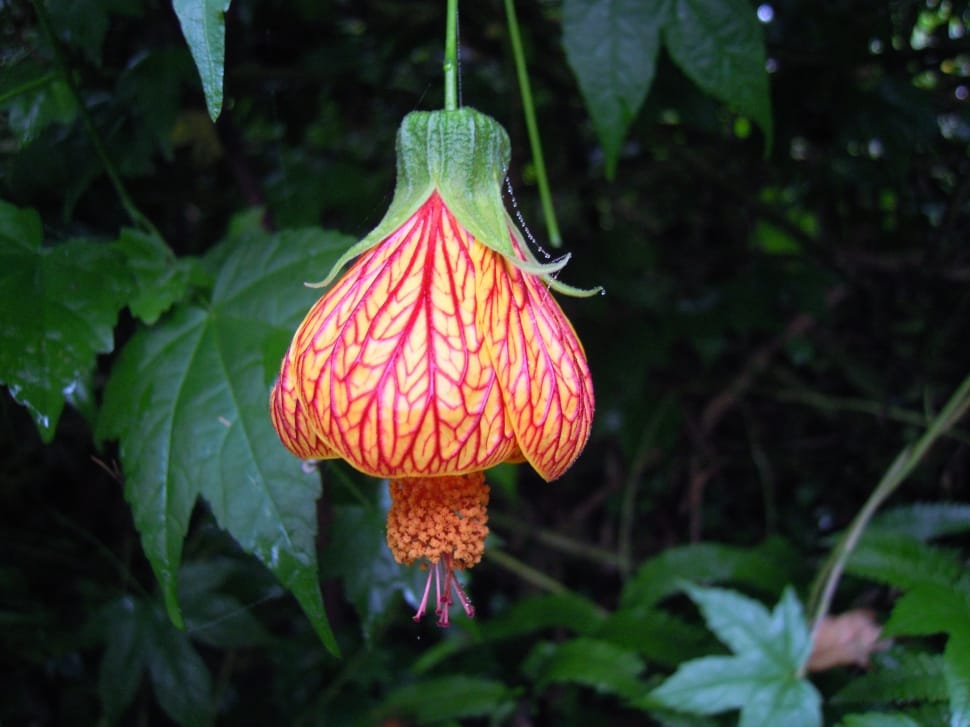 Lantern Hibiscus, Lantern Flower, Spring, outdoors, hanging preview
