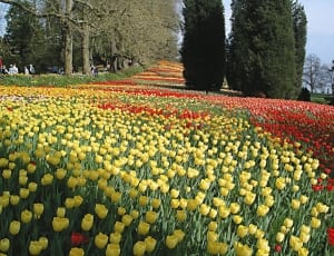yellow petaled and red petaled flower field thumbnail