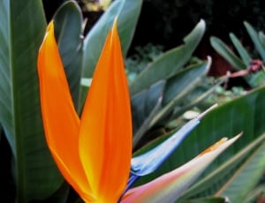 orange birds of paradise flower thumbnail