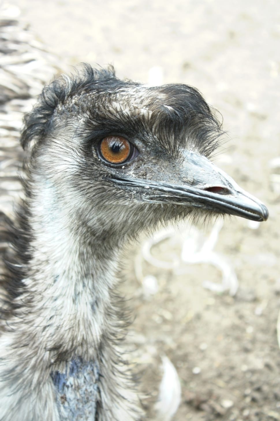 gray ostrich chick preview