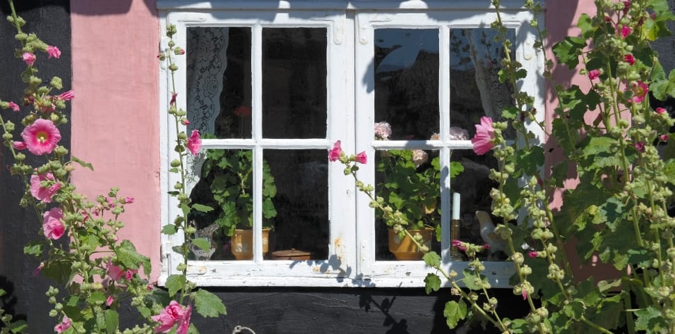 pink flower in front of white wooden window preview