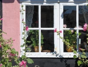 pink flower in front of white wooden window thumbnail