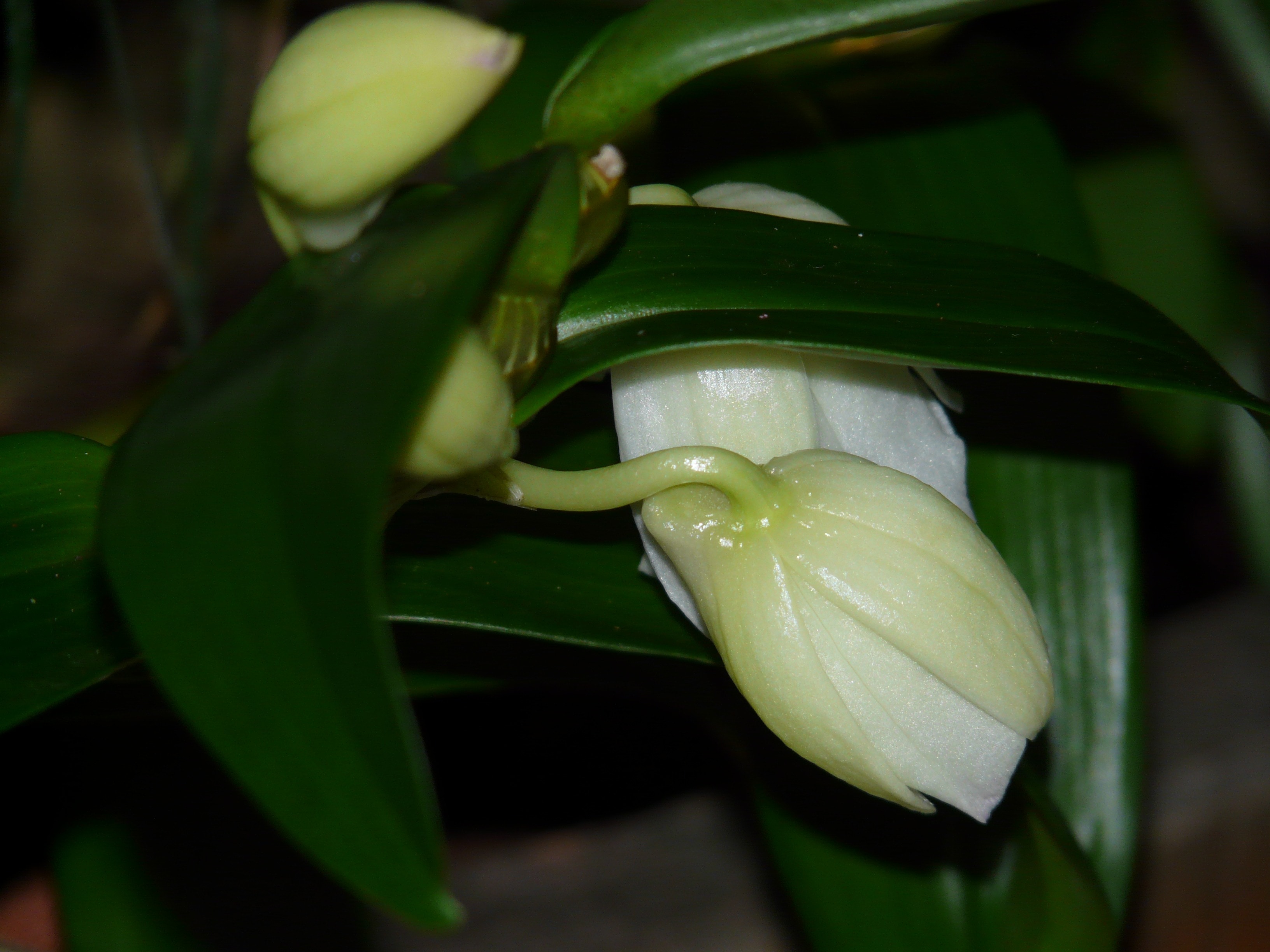 white flower bud