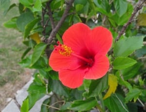 red flower thumbnail