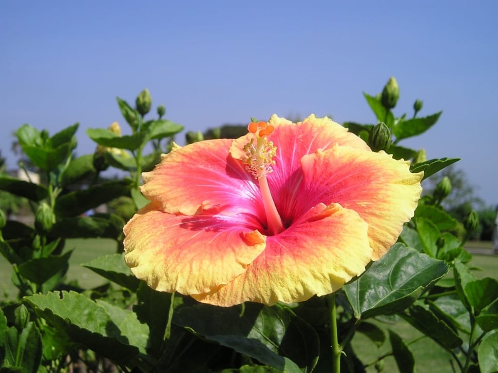 pink yellow hibiscus flower preview