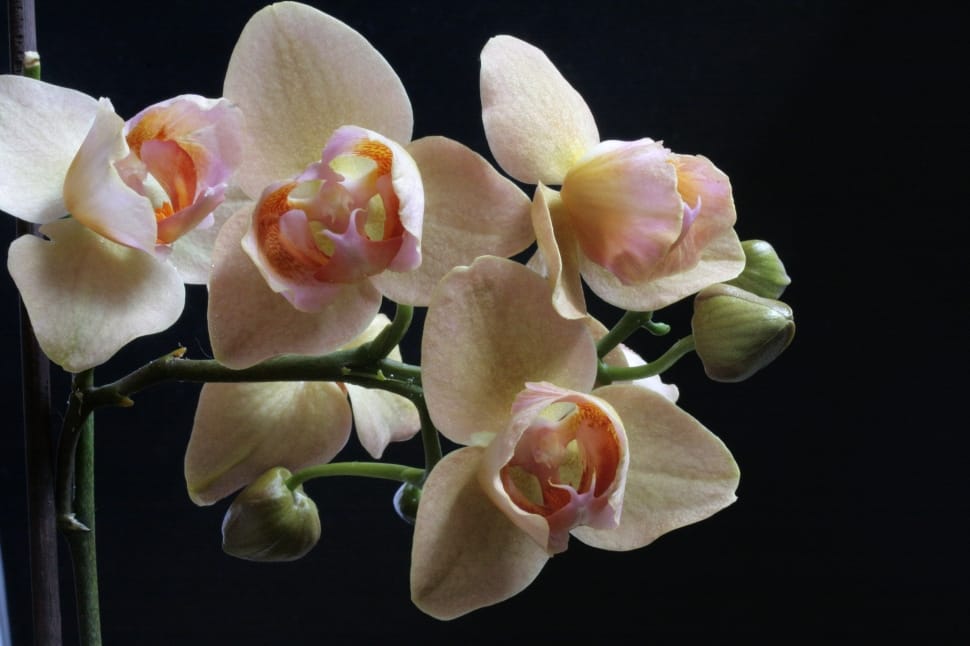 white-yellow-and green moth orchid preview