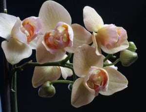 white-yellow-and green moth orchid thumbnail