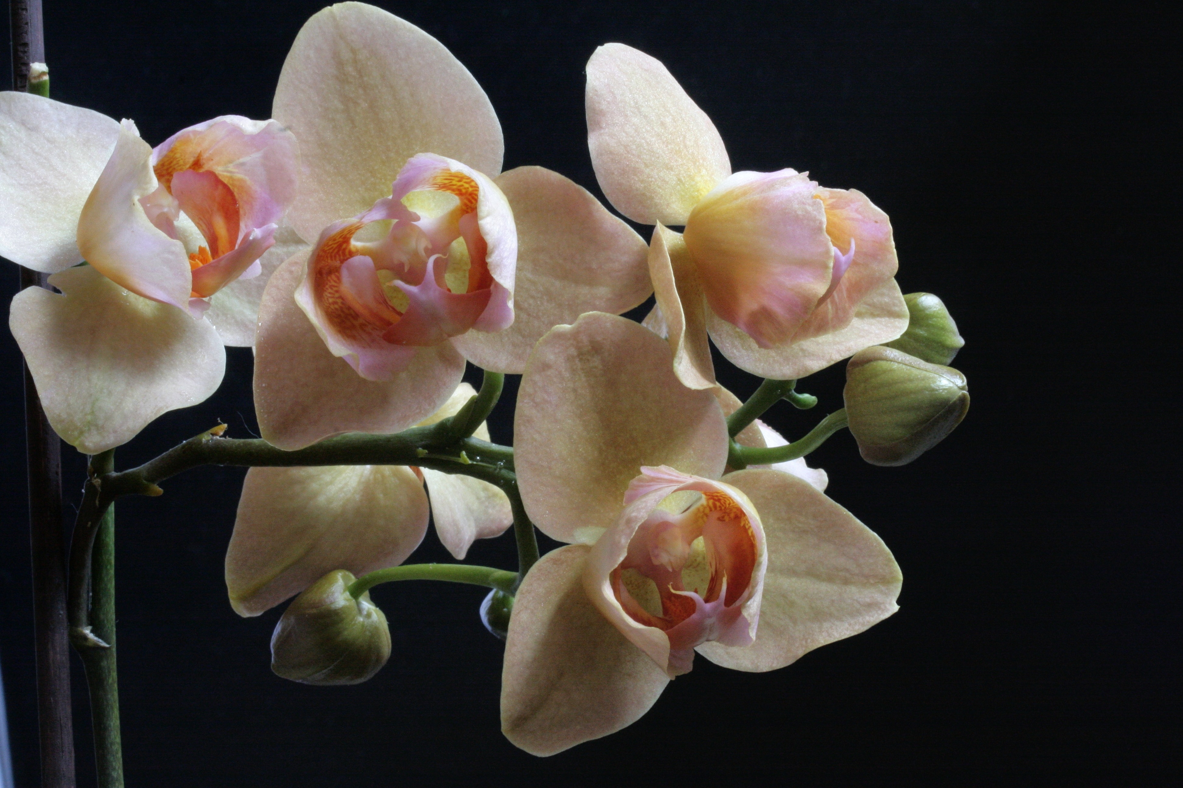 white-yellow-and green moth orchid