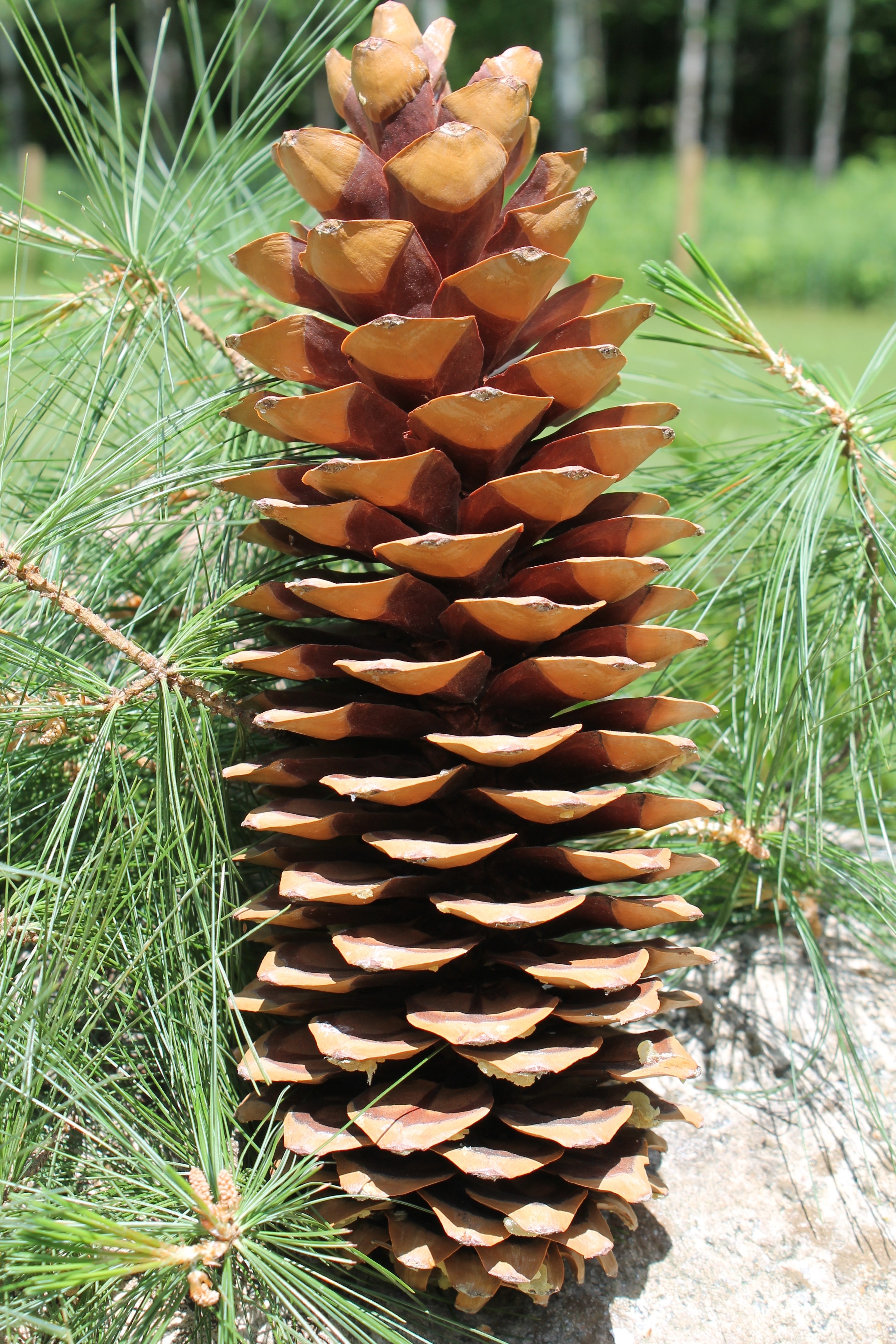 brown pine cone