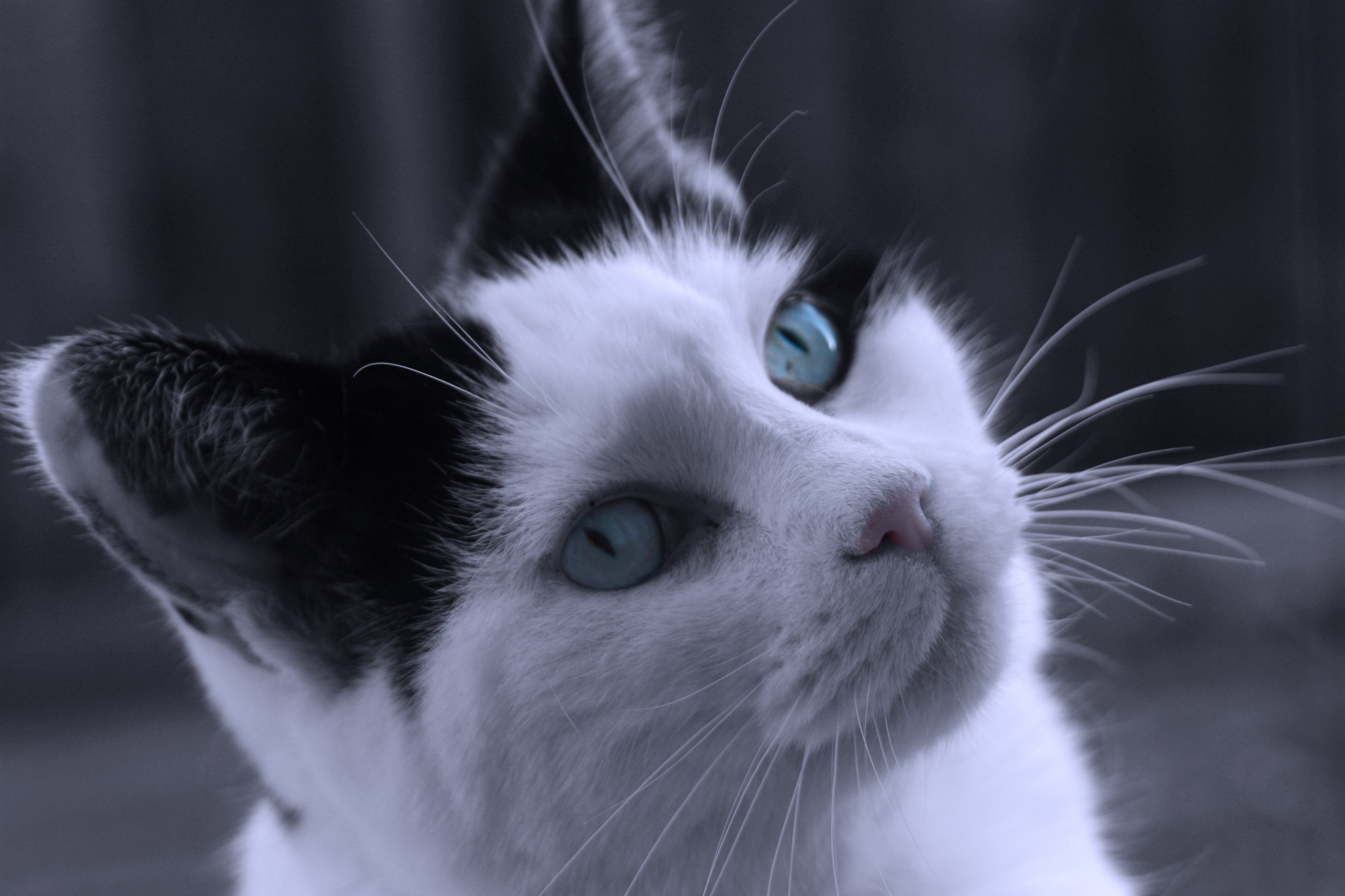 white and black short coated cat