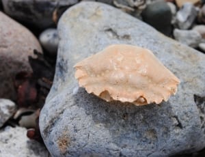 beige sea shell on blue graphite stone thumbnail