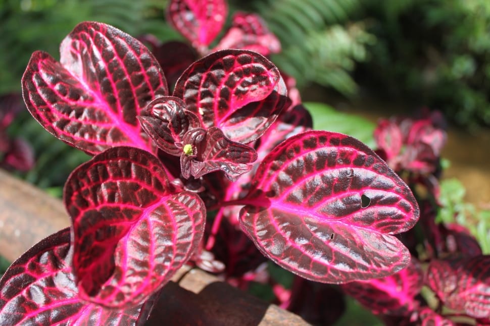 pink and black plant preview