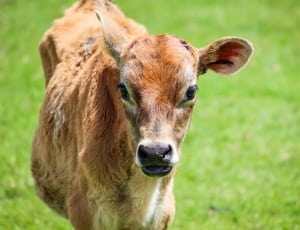 Animal, Calf, Farm, Cattle, Rural, one animal, focus on foreground thumbnail
