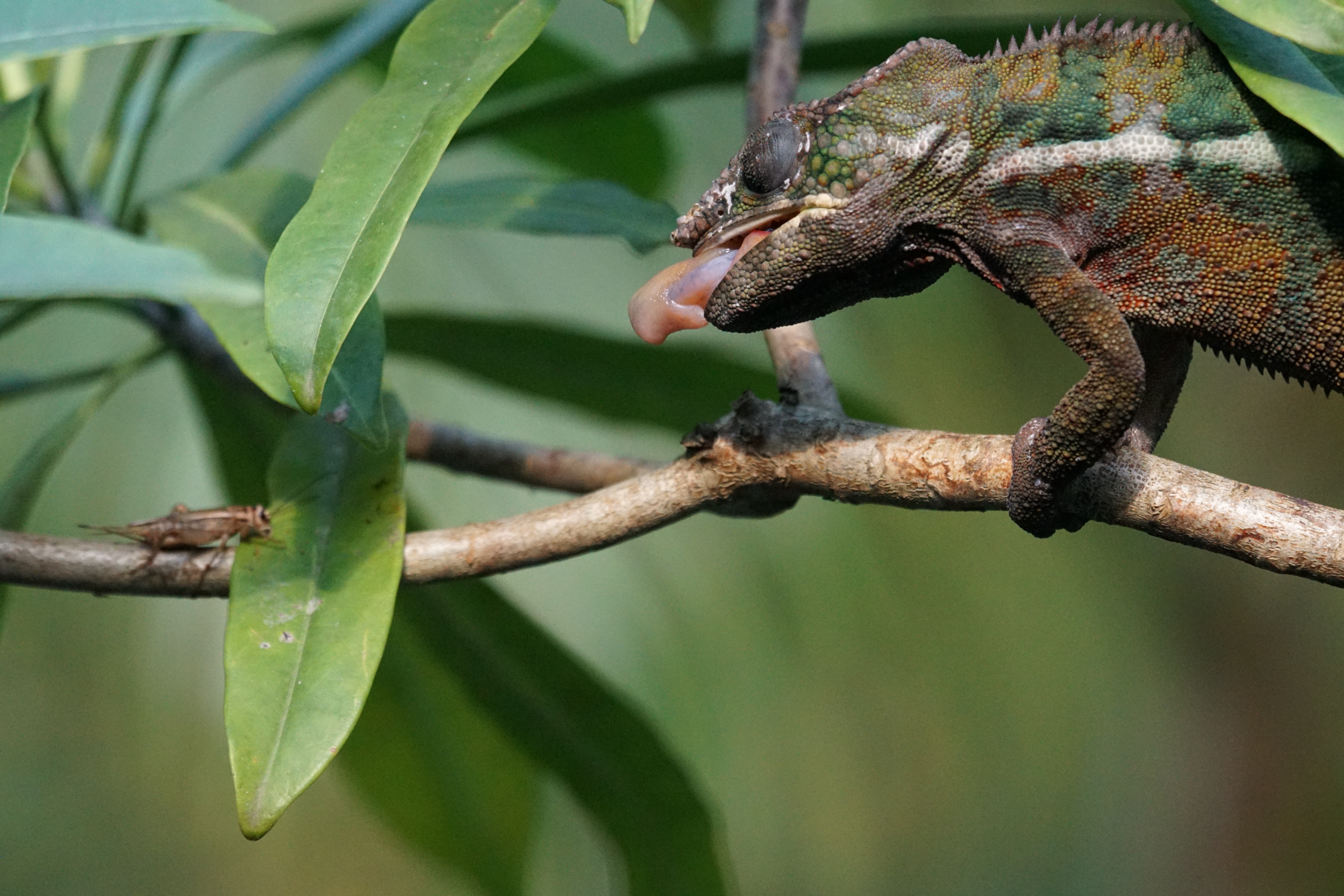 green brown and gray chameleon