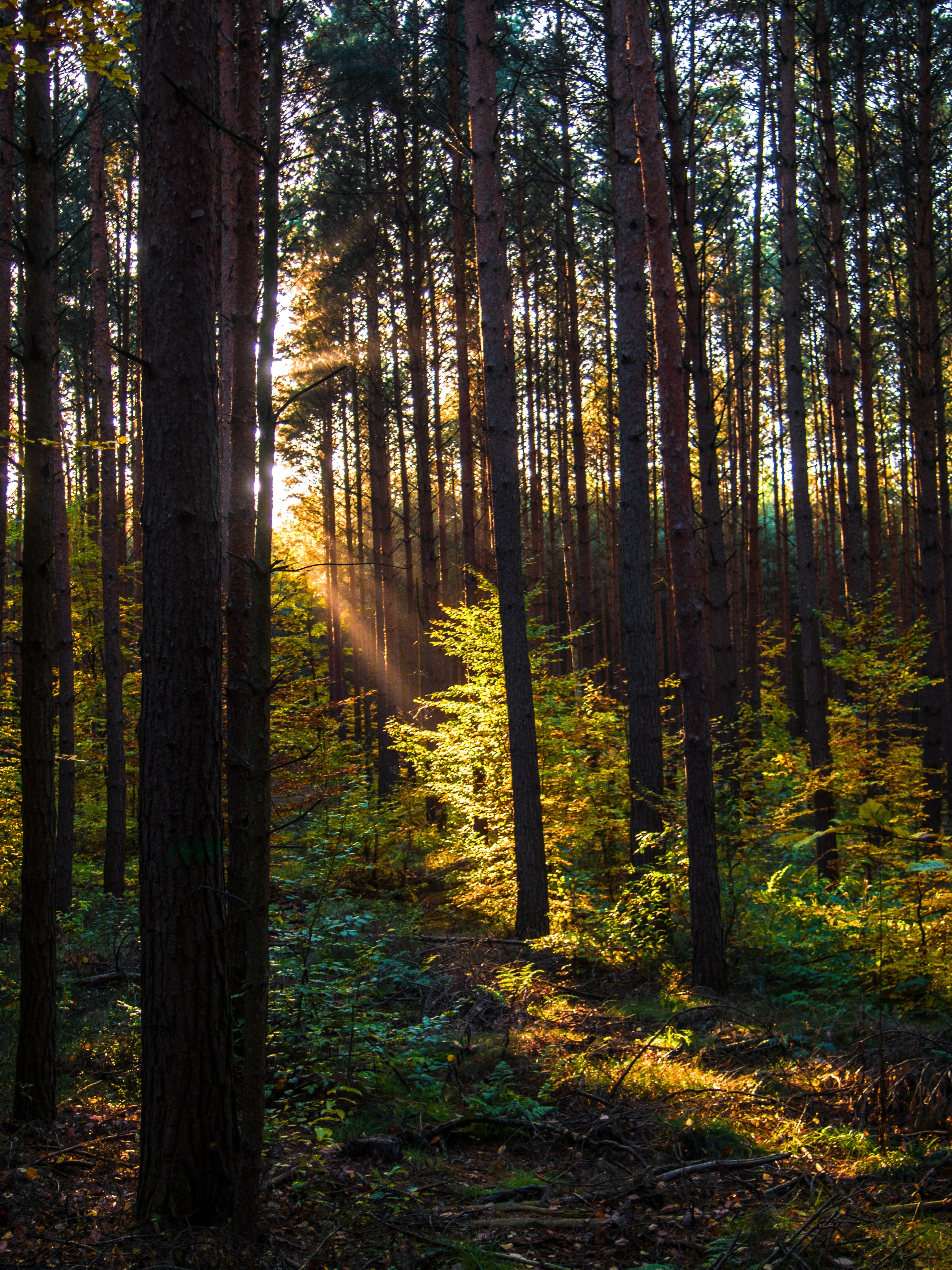 pine trees