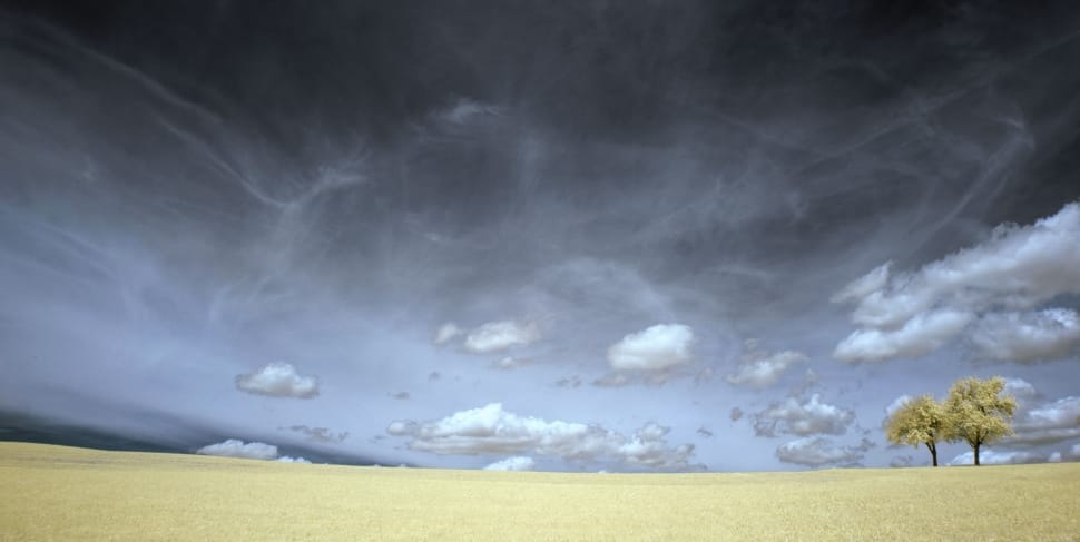 brown grass field with two trees under black heavy clouds preview