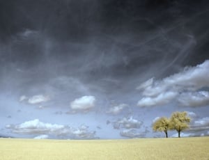 brown grass field with two trees under black heavy clouds thumbnail