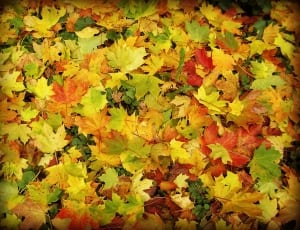 yellow and orange leaves lot thumbnail