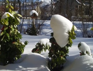 snow and green plants thumbnail