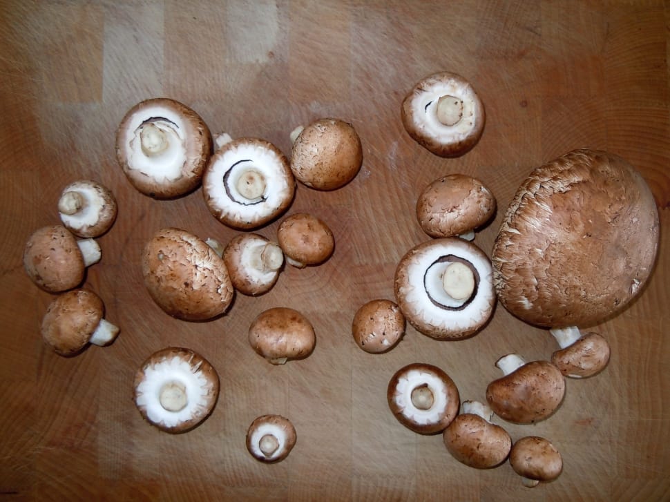 brown and white mushrooms preview