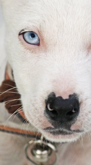 white american pit bull terrier puppy thumbnail