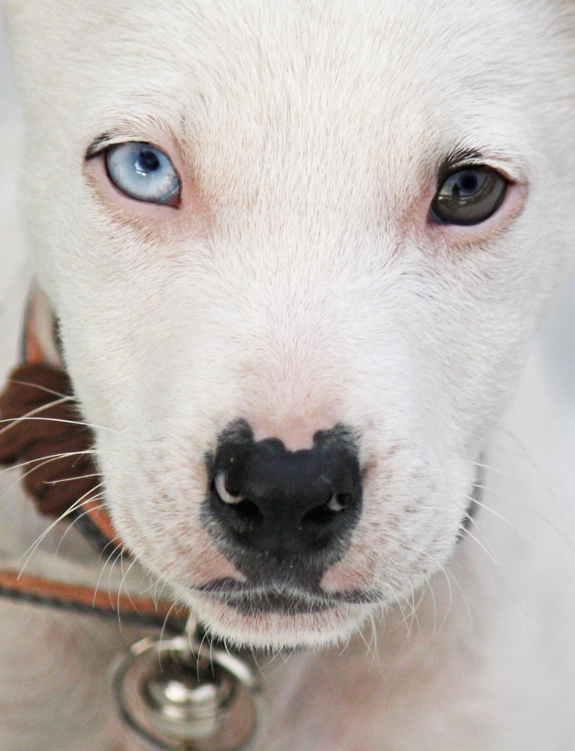 white american pit bull terrier puppy