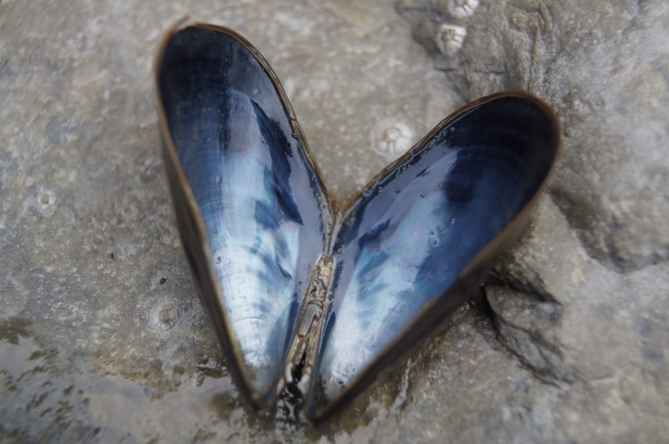 blue and grey sea shell preview