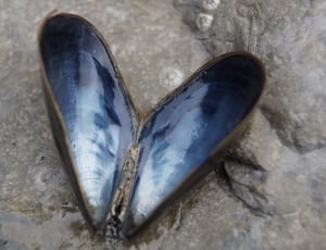 blue and grey sea shell thumbnail