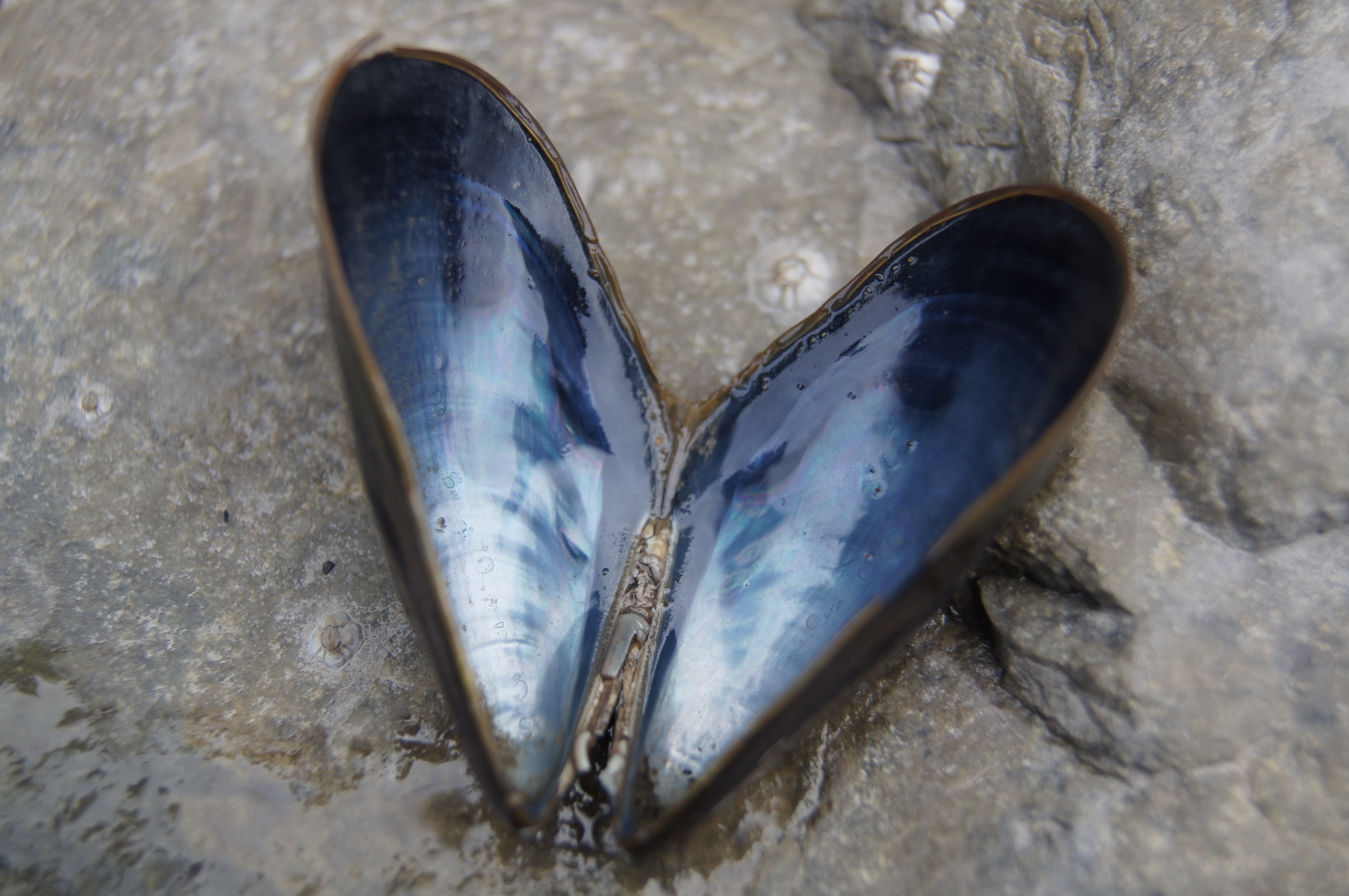 blue and grey sea shell
