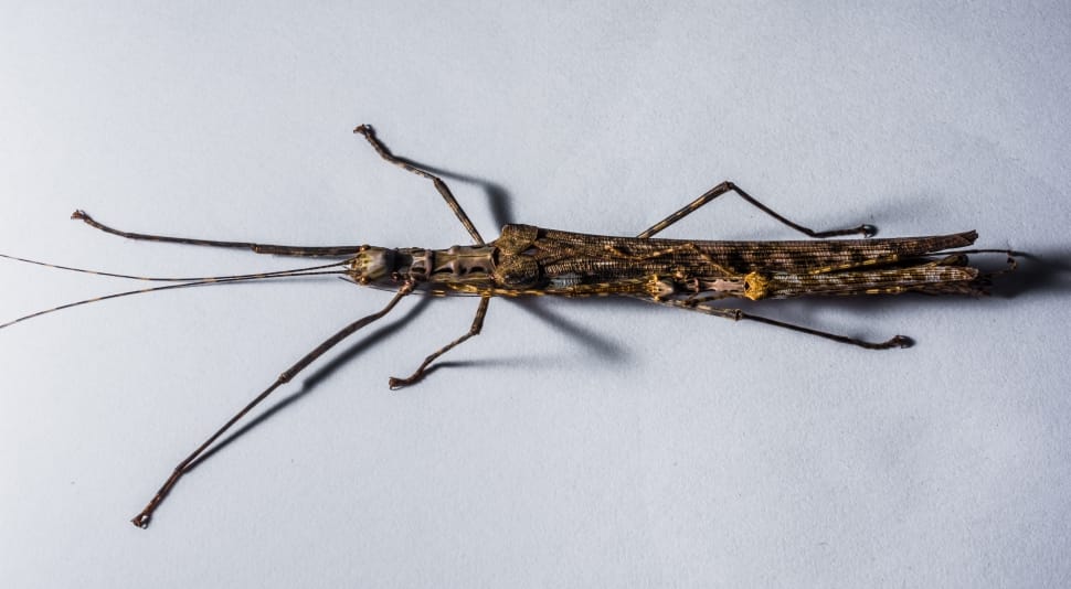 brown stick insect sp preview