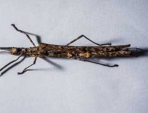 brown stick insect sp thumbnail