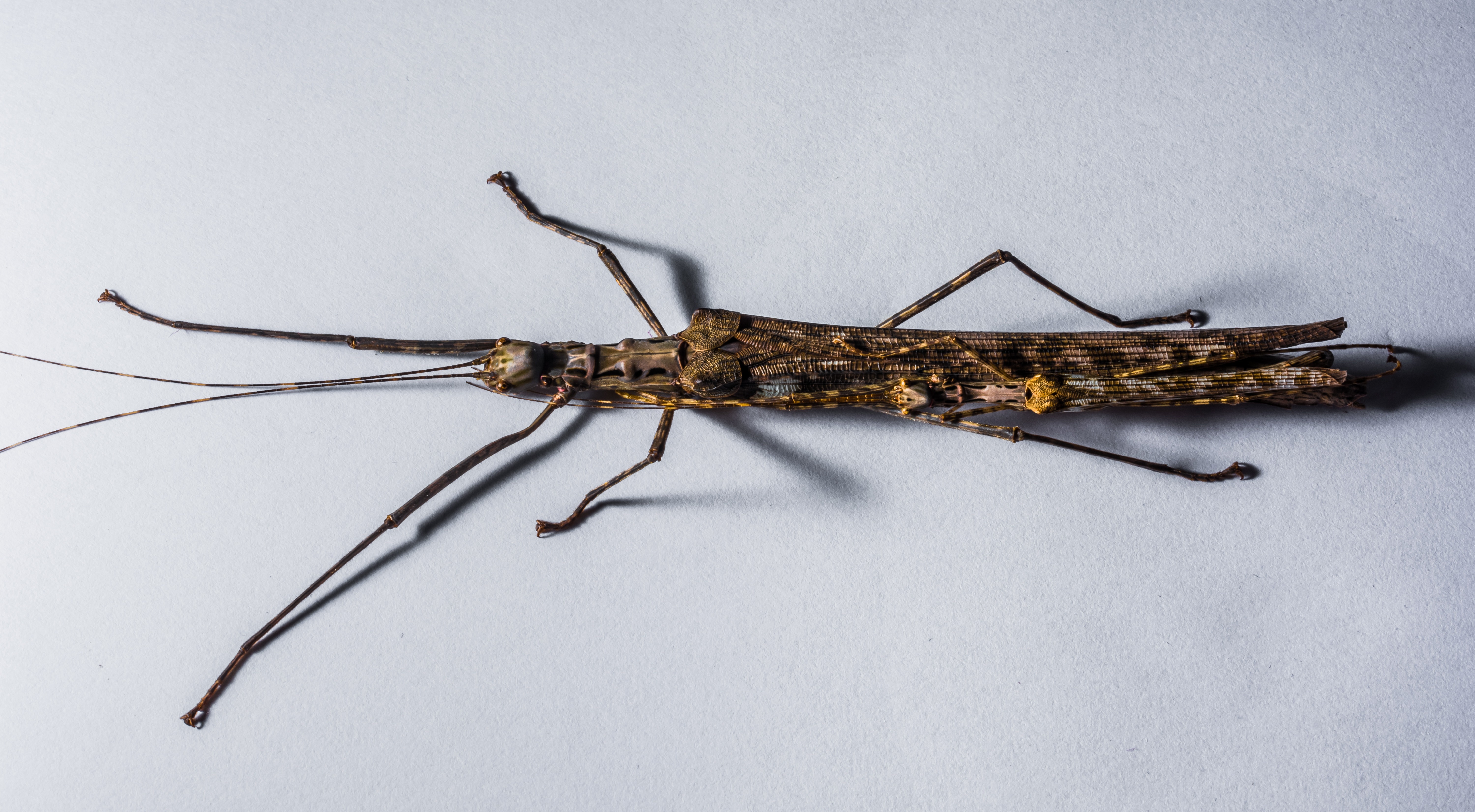 brown stick insect sp