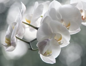 white moth orchids thumbnail