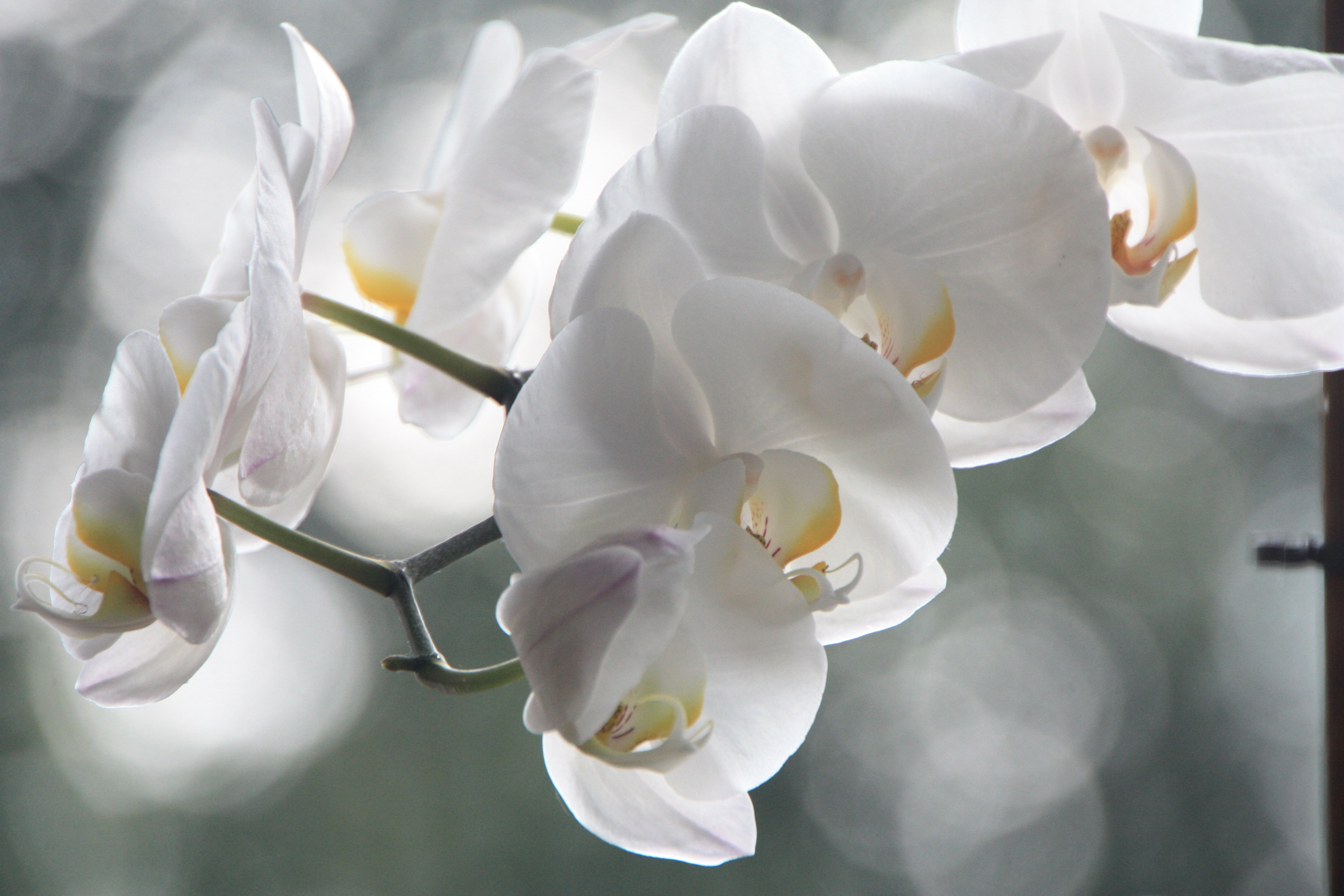 Orchid Flower Blossom Bloom White   