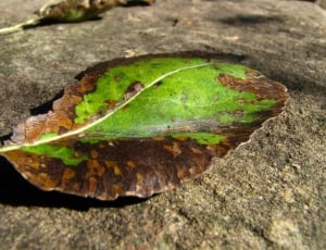 green and brown leaf thumbnail