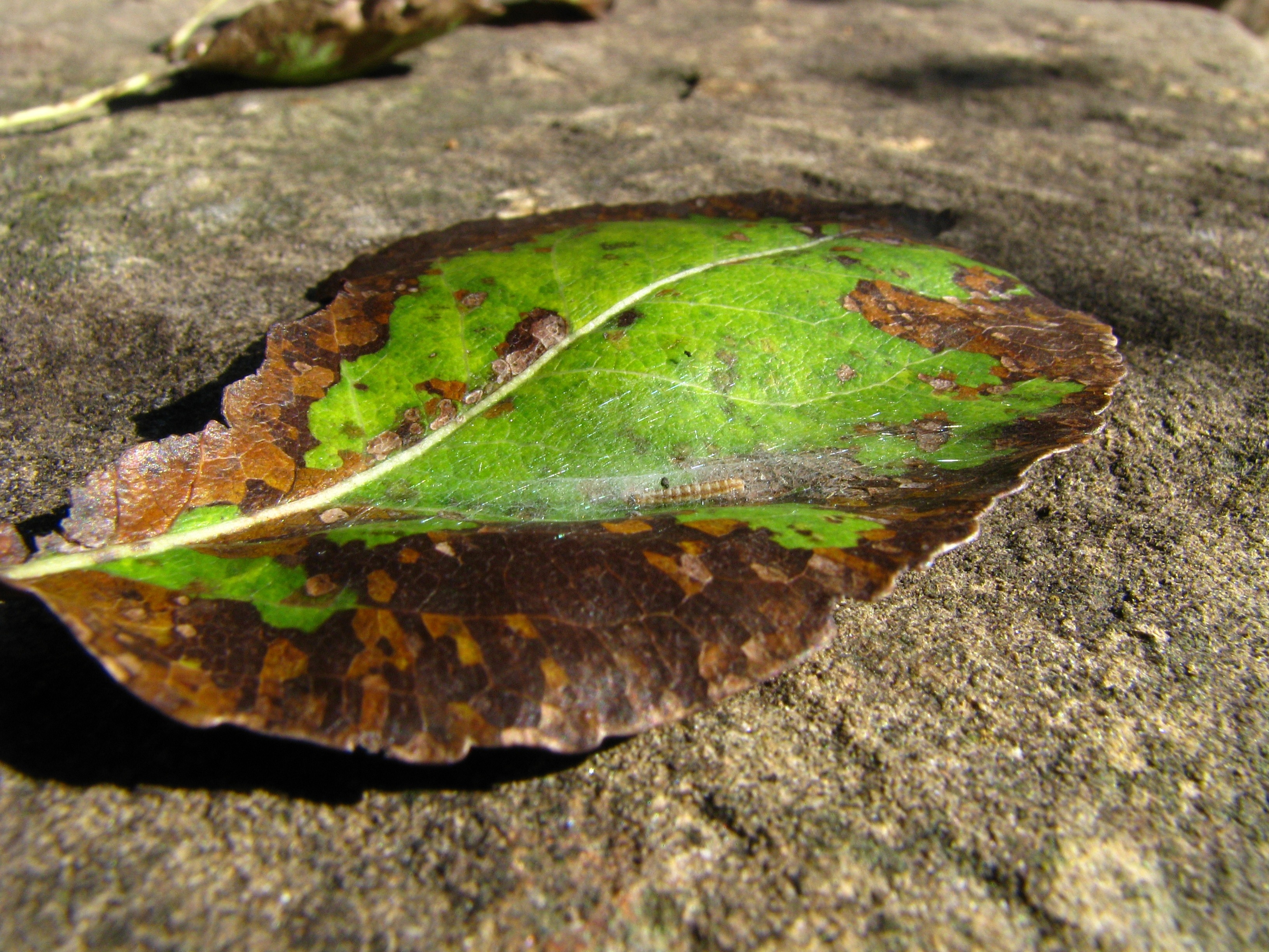 green and brown leaf