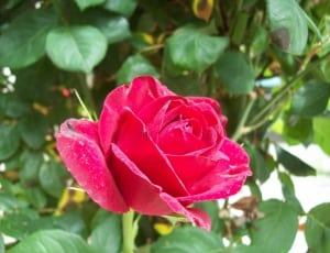 red rose thumbnail