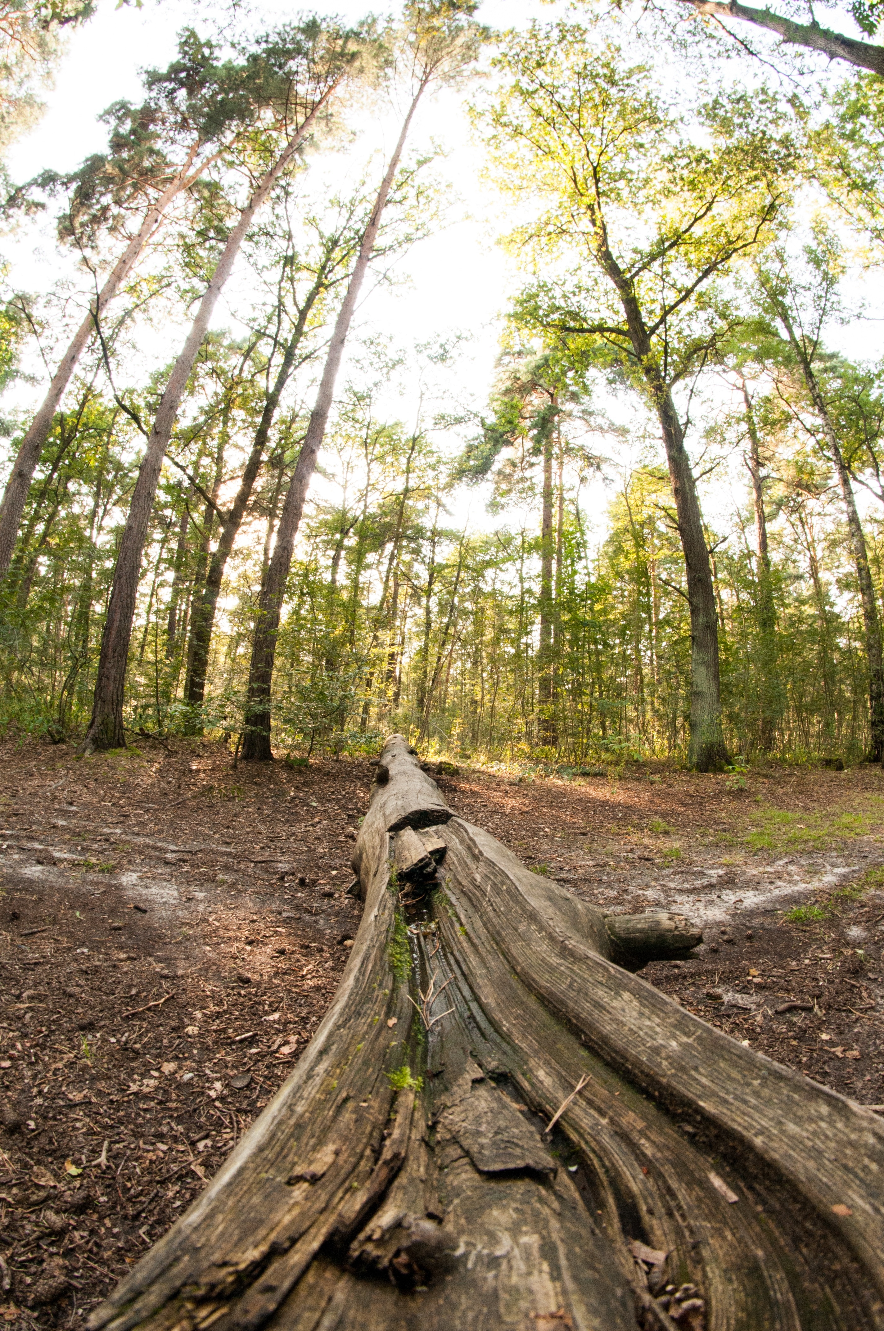 green tall trees