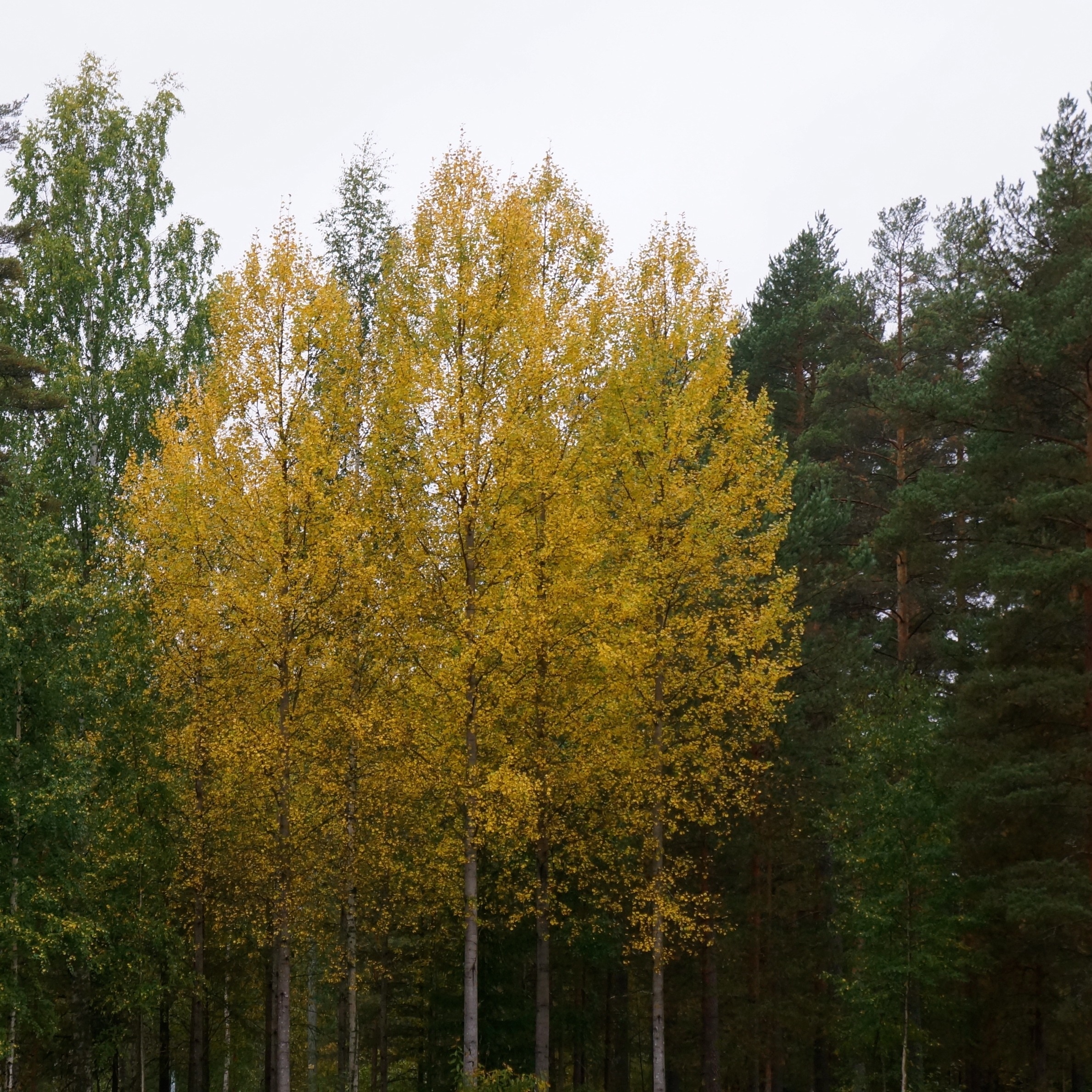 yellow tall trees